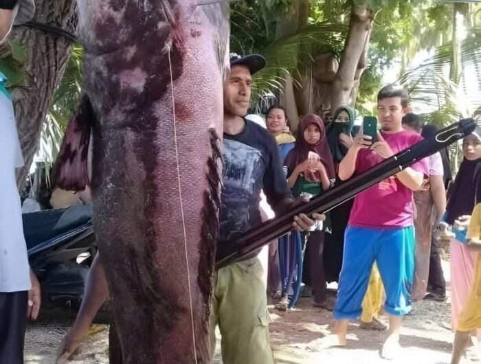 Nelayan di Desa Wasuemba, Kecamatan Wabula, Kabupaten Buton, Sulawesi Tenggara Tangkap Ikan Kerapu Raksasa. Foto: Dokumen. Istimewa