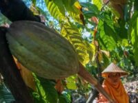 Ilustrasi, Petani Kakao