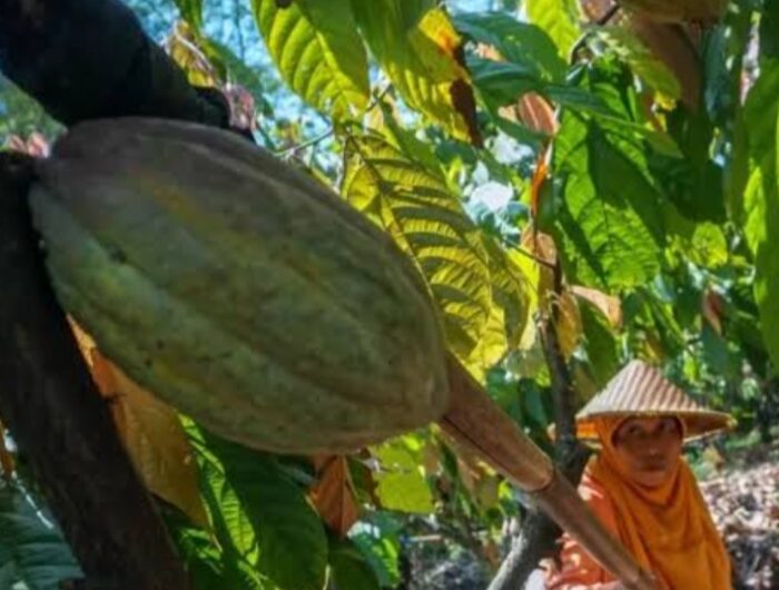 Ilustrasi, Petani Kakao