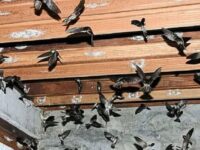 Mengungkap Rahasia Lokasi Burung Walet Membuat Sarang Berkualitas Tinggi. Foto (Ist).