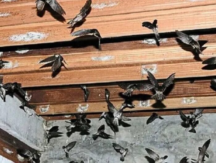 Mengungkap Rahasia Lokasi Burung Walet Membuat Sarang Berkualitas Tinggi. Foto (Ist).
