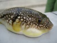 Ilustrasi Ikan Buntal. Foto (Ist).