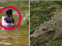 Jasad Tina Masih di Mulut Buaya, Tim SAR Kesulitan Evakuasi. Foto (Ist)