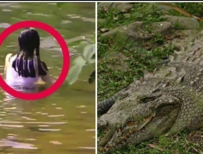 Jasad Tina Masih di Mulut Buaya, Tim SAR Kesulitan Evakuasi. Foto (Ist)