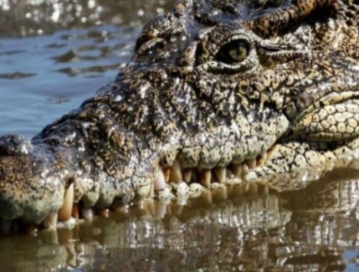 Ilustrasi seekor buaya. Foto/REUTERS/Desmond Boylan