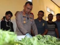 Kapolres Bulukumba AKBP Restu Wijayanto saat menunjukkan barang bukti dari lahan ganja di Kecamatan Kindang hasil pengungkapan polisi