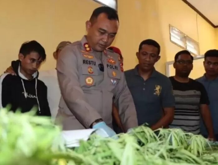 Kapolres Bulukumba AKBP Restu Wijayanto saat menunjukkan barang bukti dari lahan ganja di Kecamatan Kindang hasil pengungkapan polisi